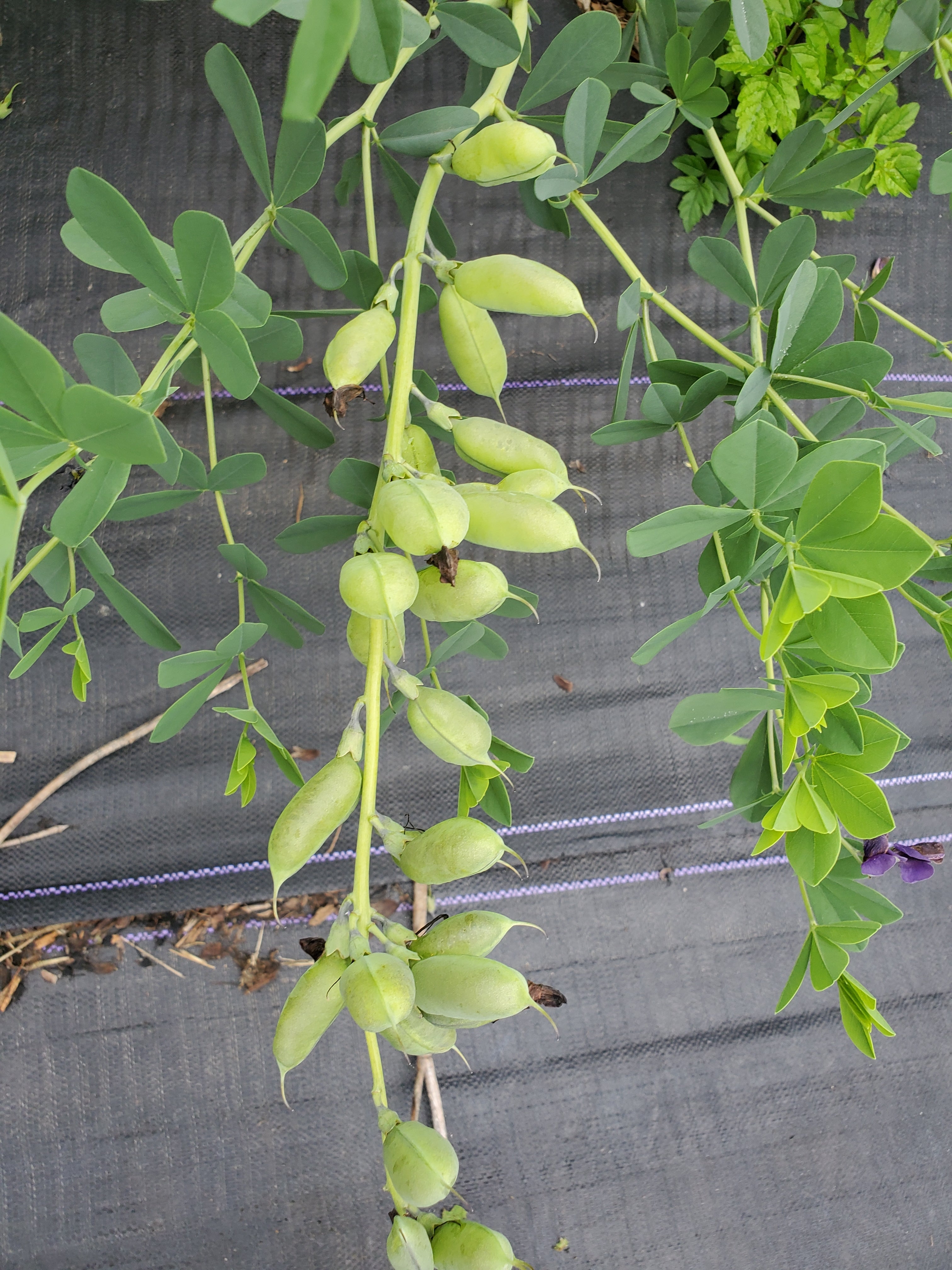 Baptesia Pods