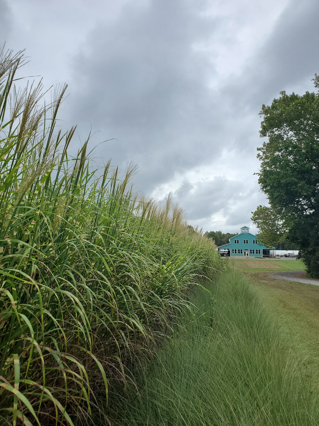 Zebra Grass