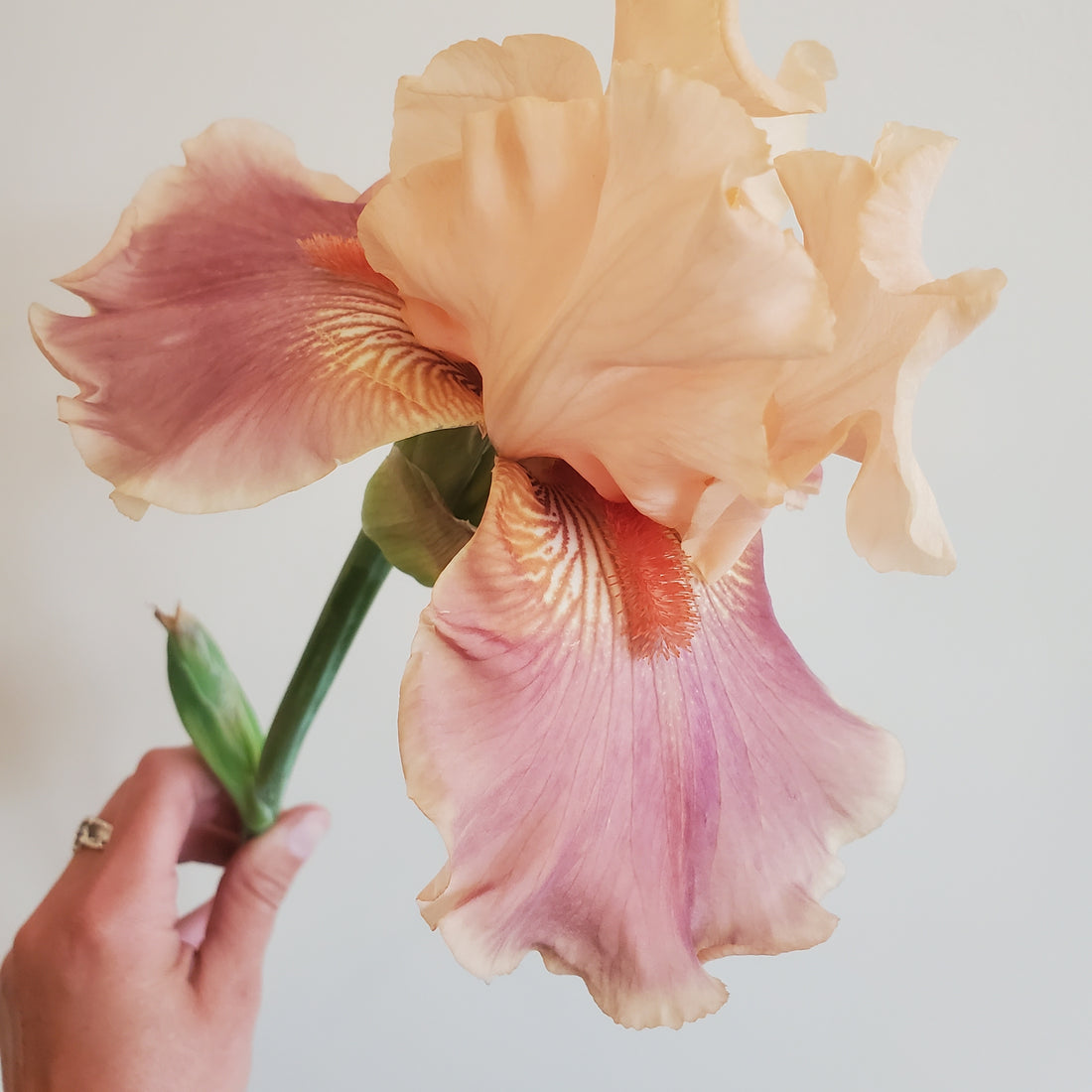 Bearded Iris