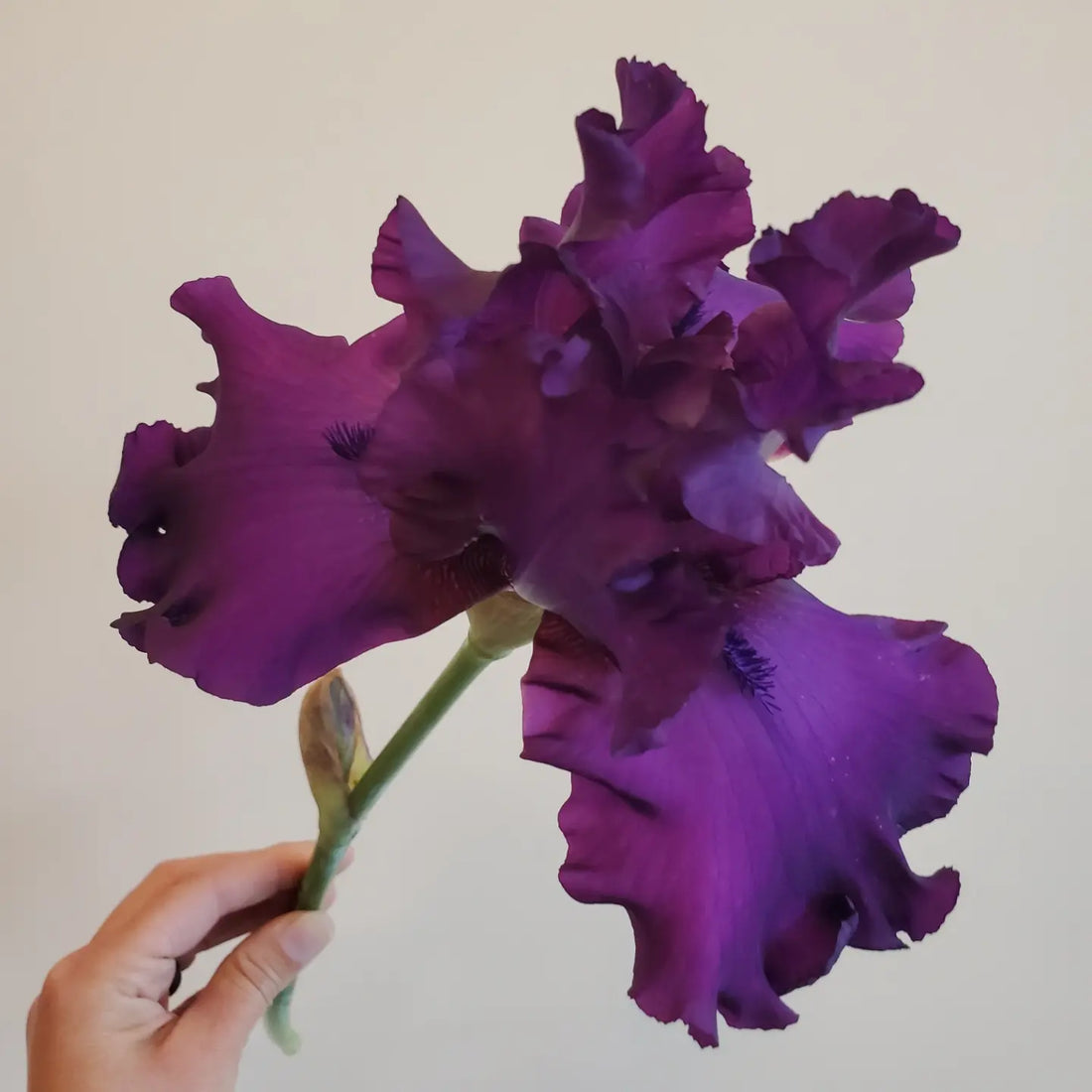 Bearded Iris