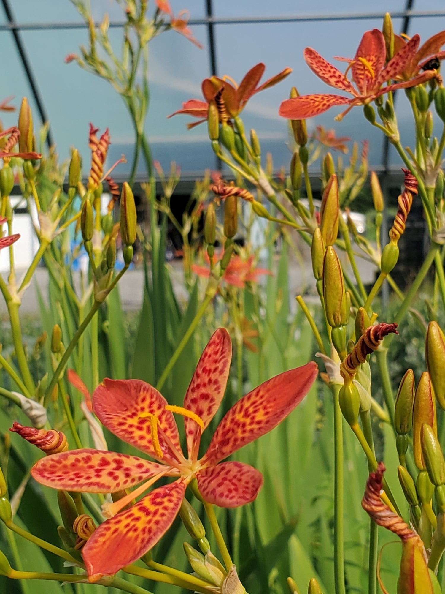 blackberry lily flower Black Berry Lily – Wind Haven Farm
