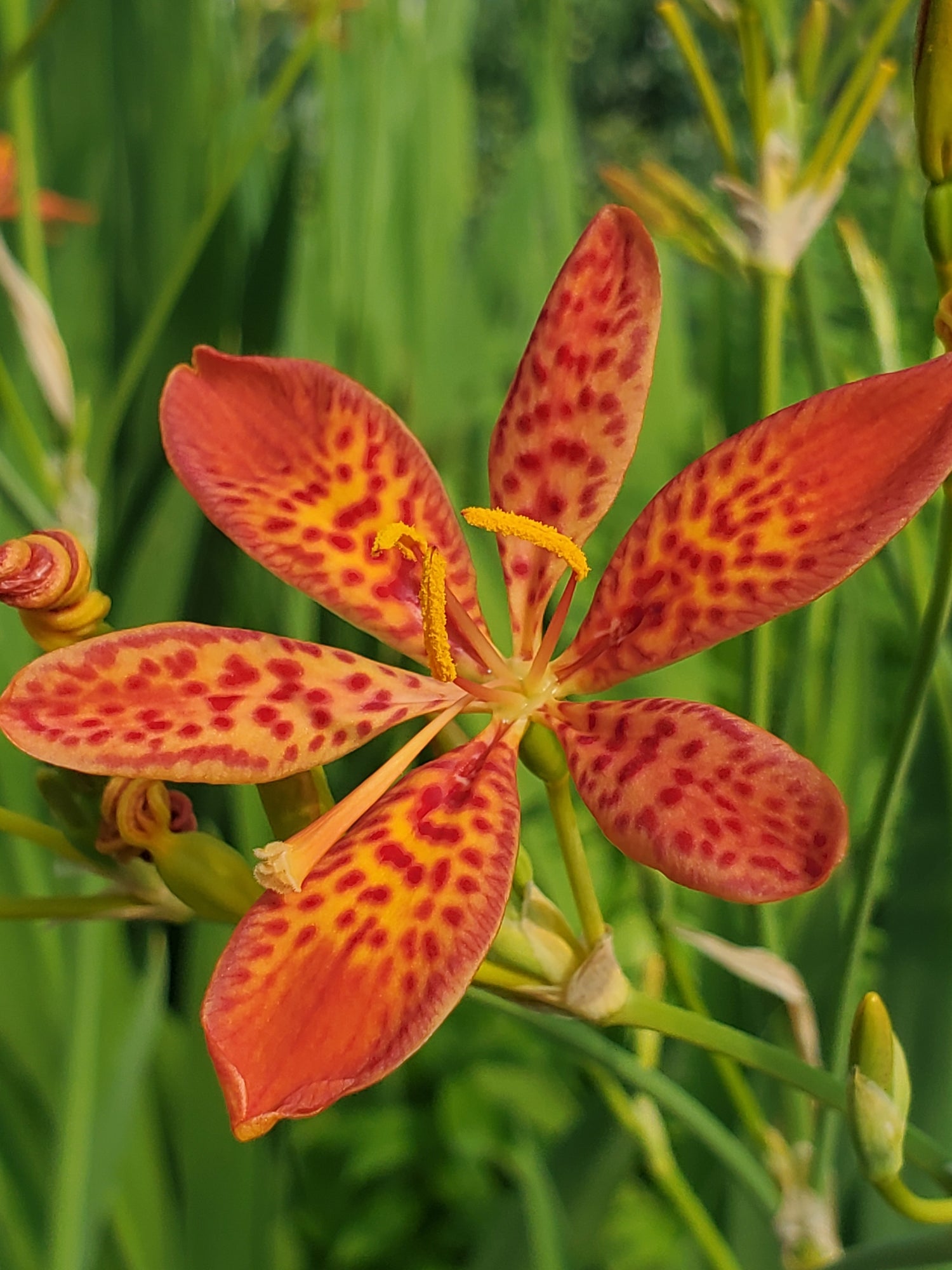 blackberry lily flower Black Berry Lily – Wind Haven Farm