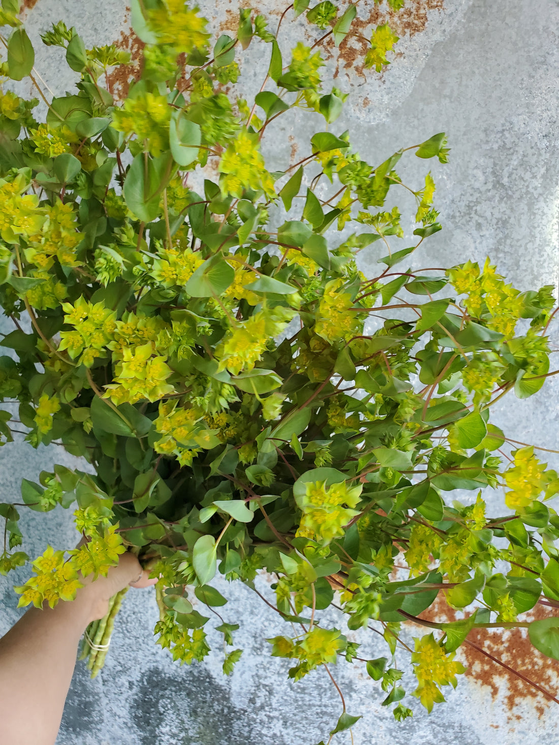 Bupleurum