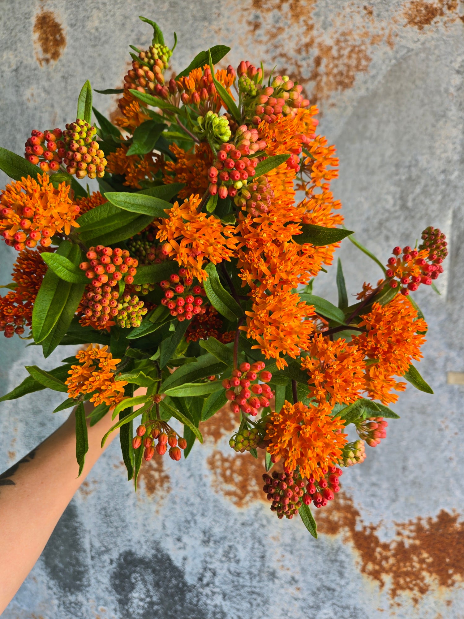 Butterfly Weed