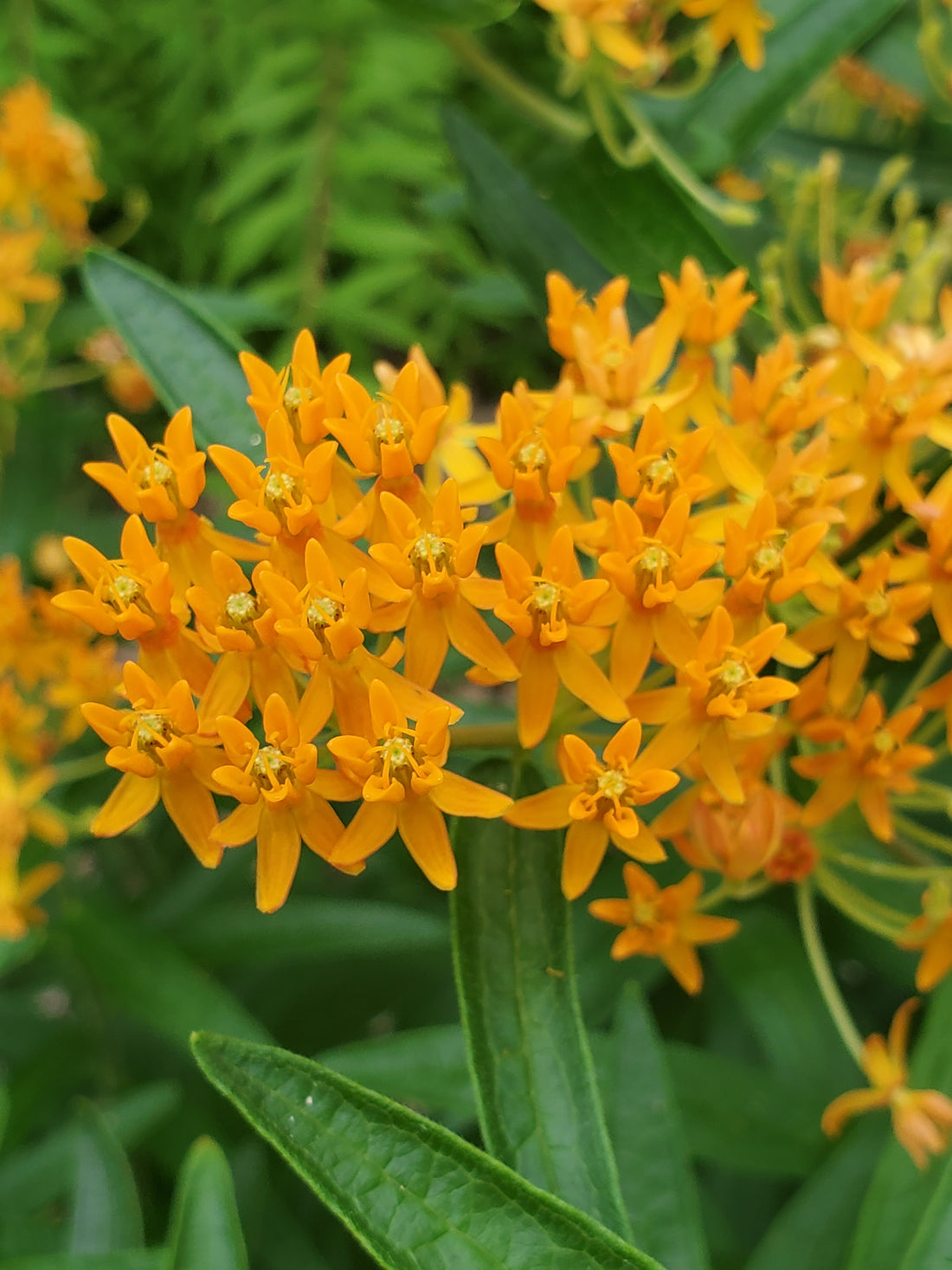 Butterfly Weed