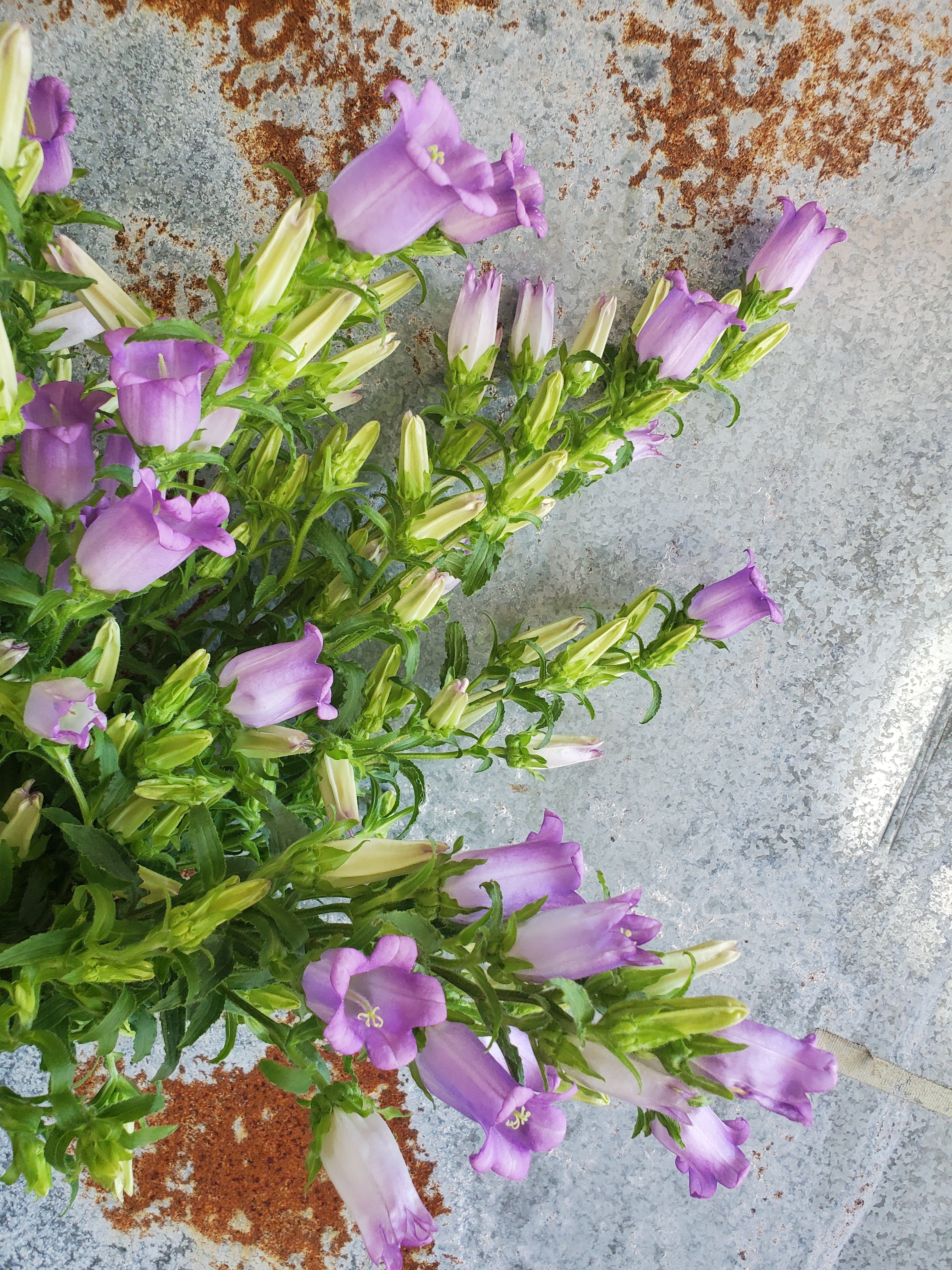 Campanula