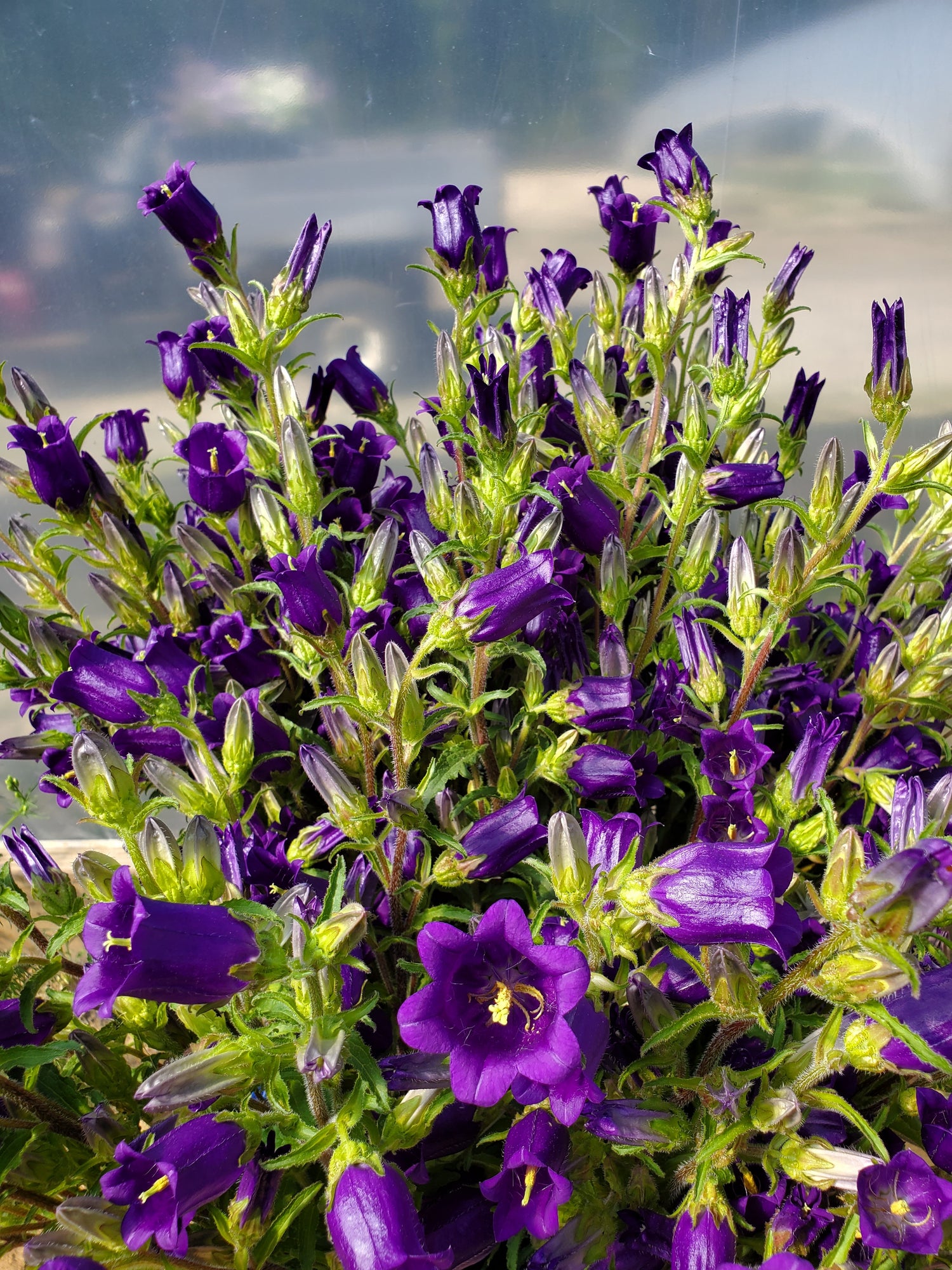 Campanula