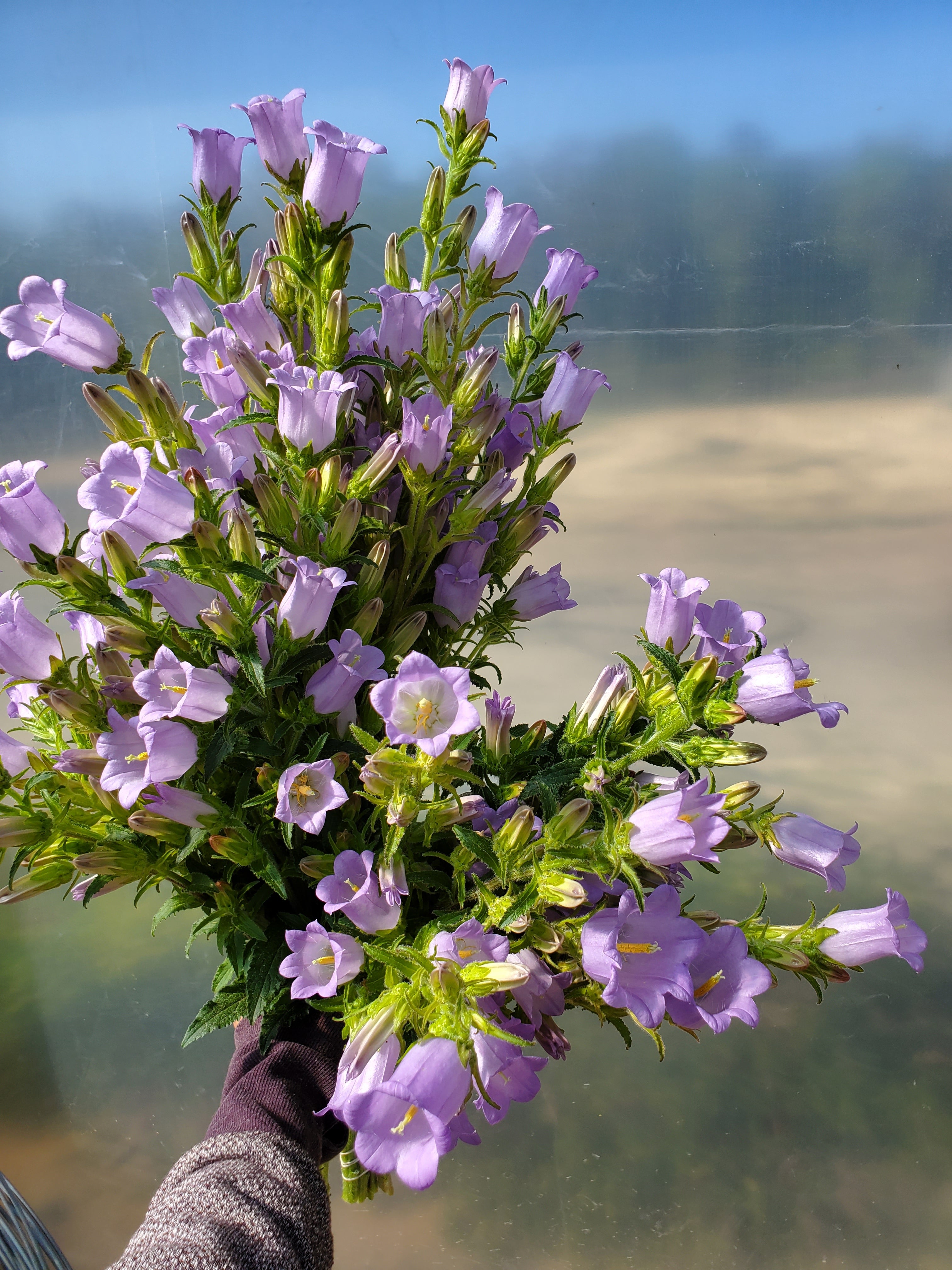 Campanula