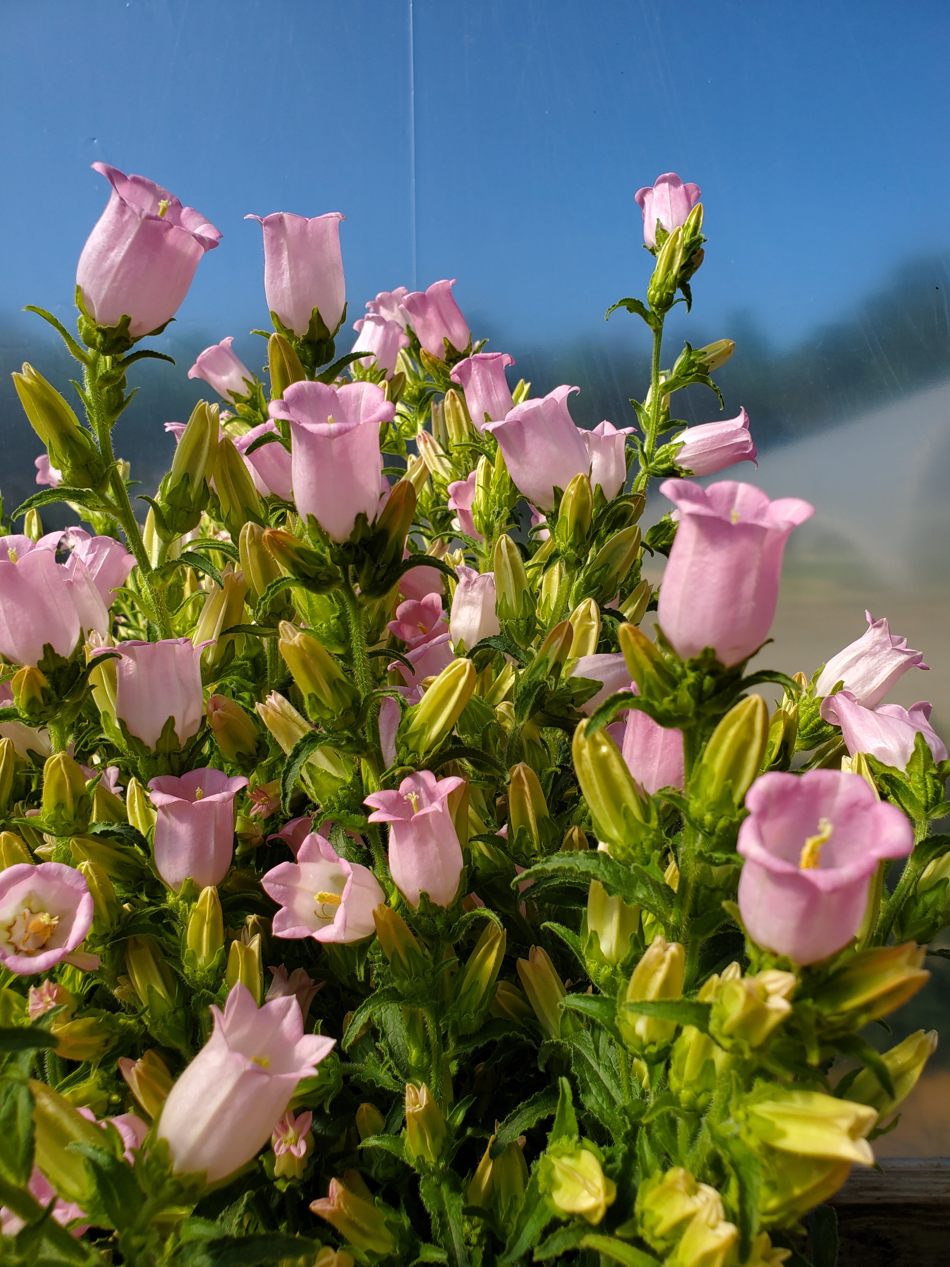 Campanula