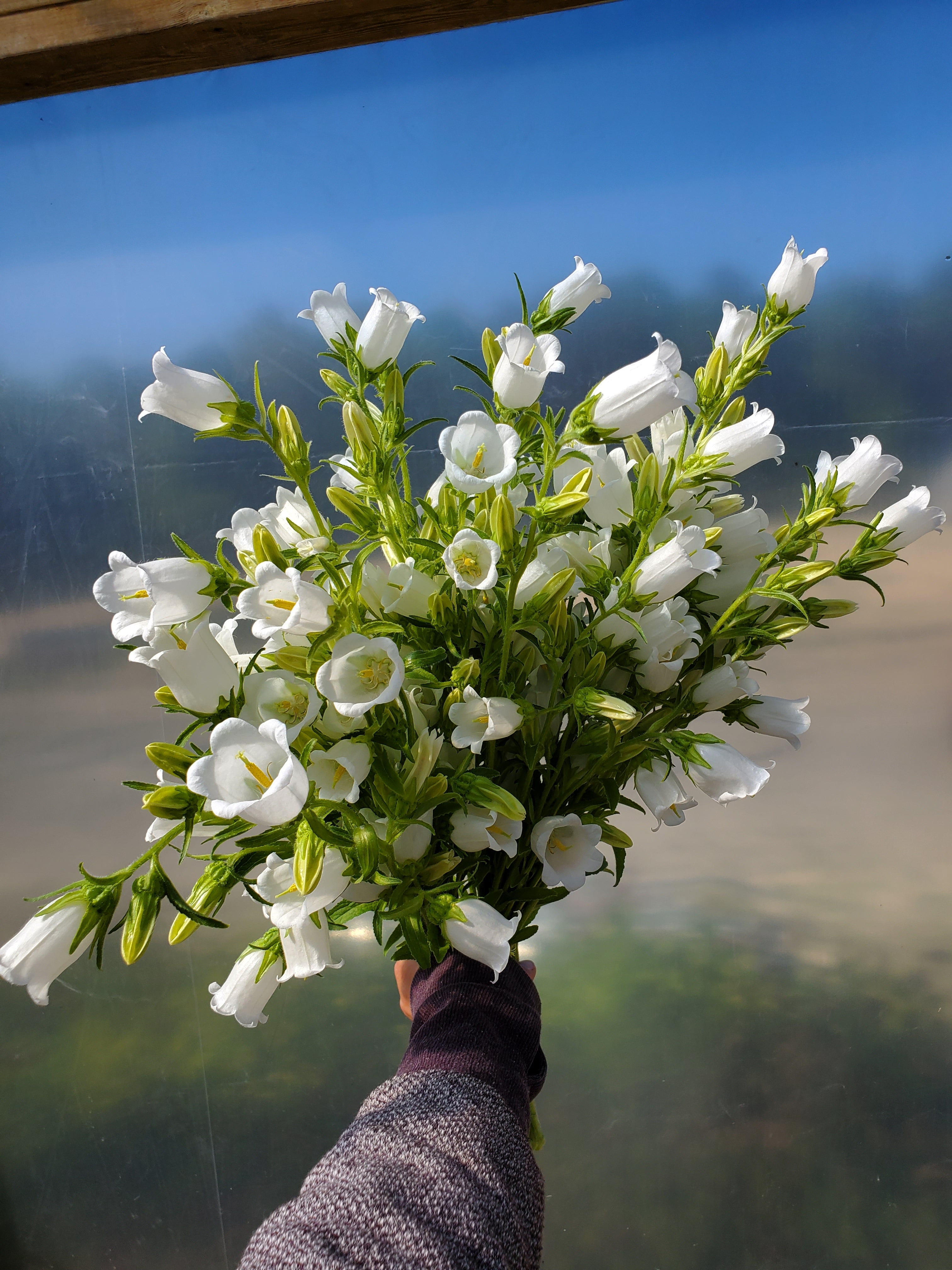 Campanula