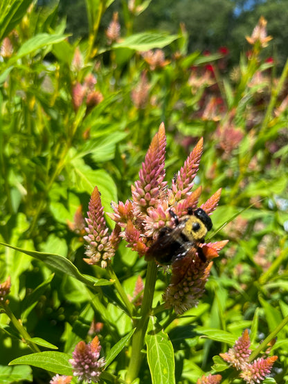 Celosia Plumed