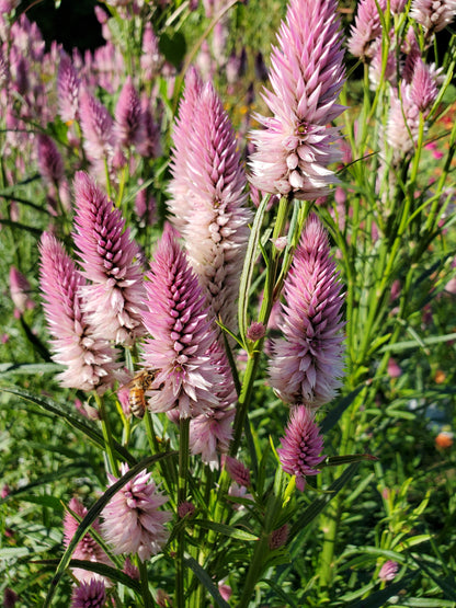Celosia Plumed