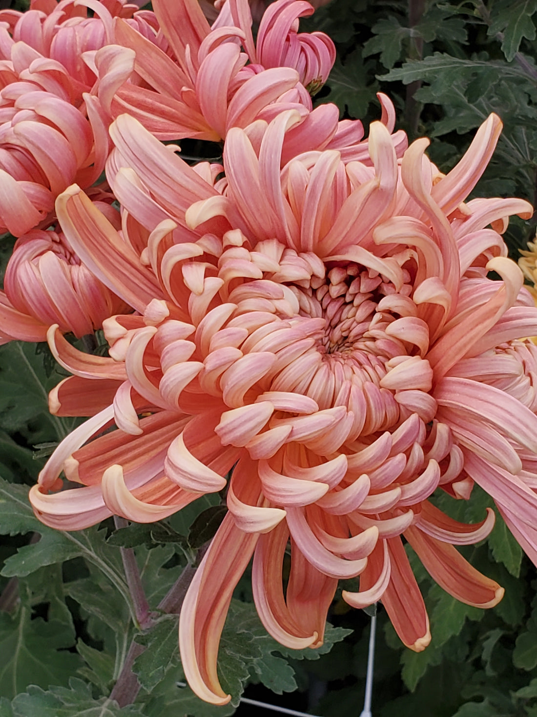 Chrysanthemum