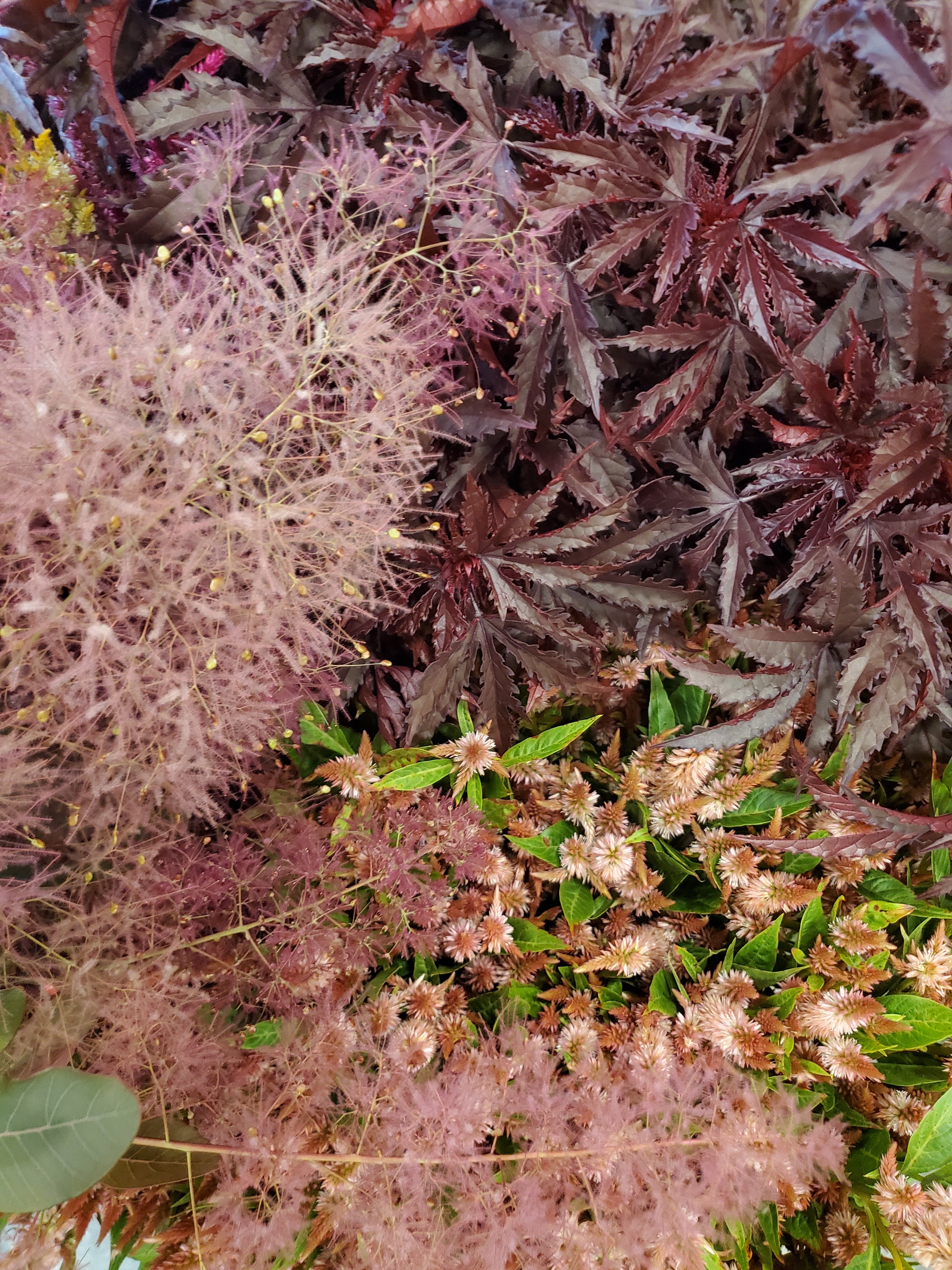 Smoke Bush / Cotinus