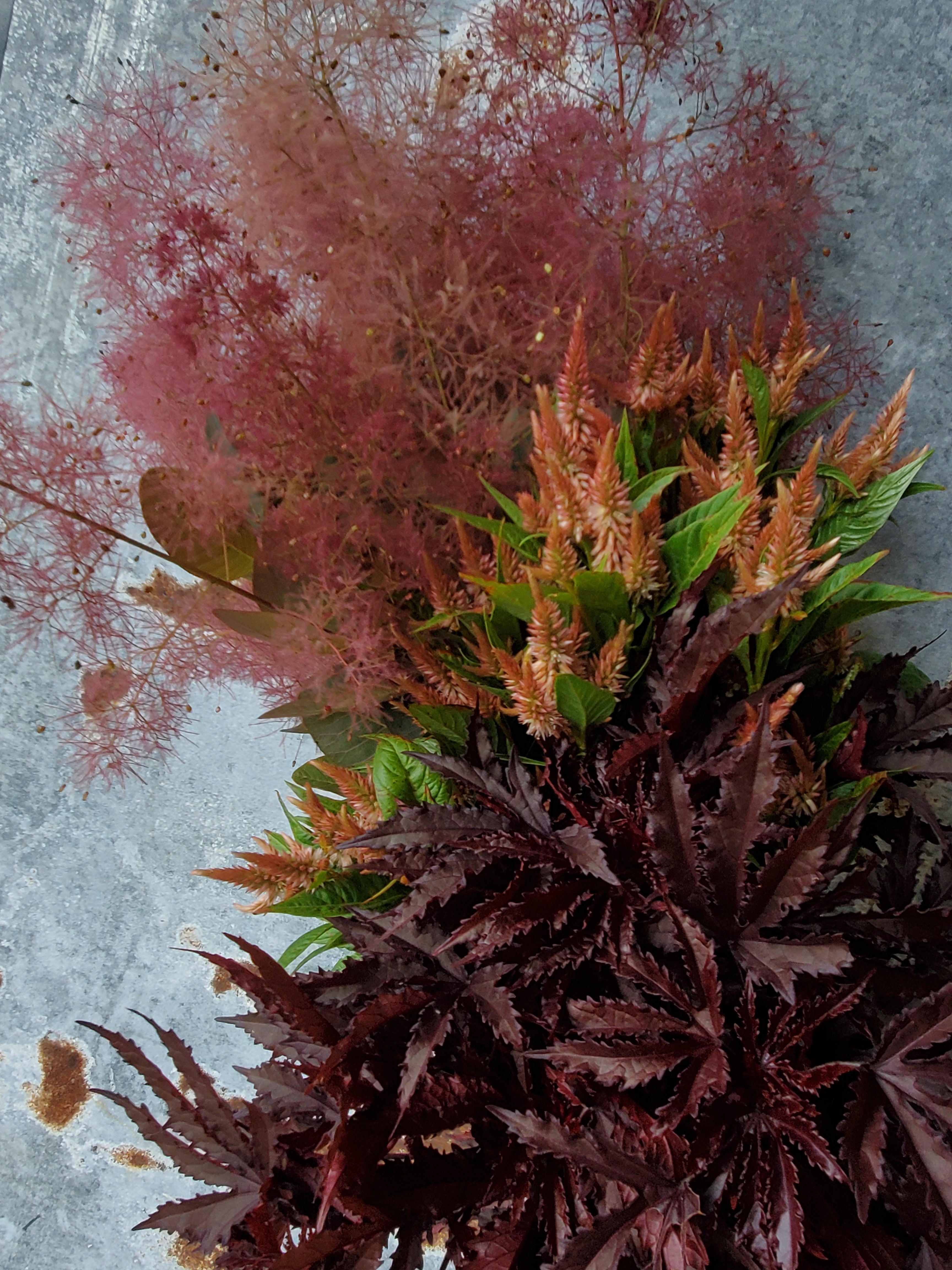 Smoke Bush / Cotinus
