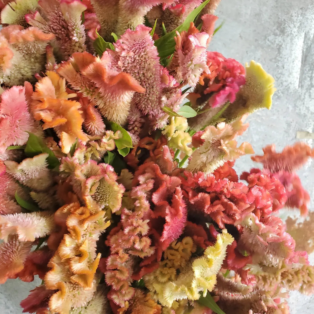 Coxcomb- Fan Forms