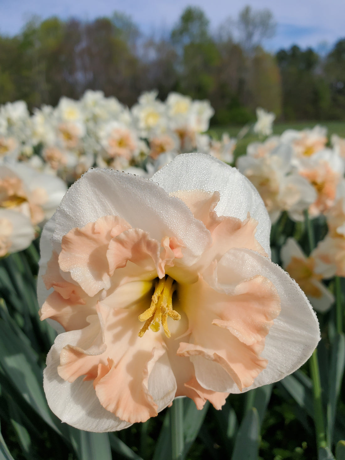 Daffodils/Narcissus- Specialty Mix