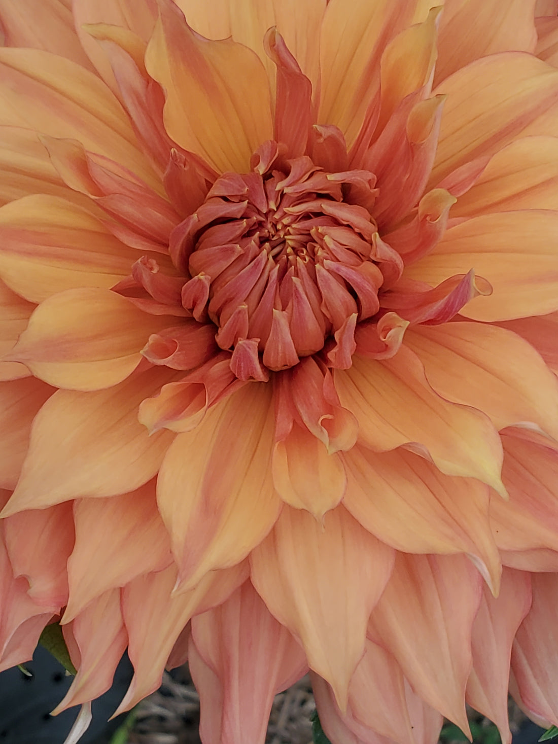 Dahlia