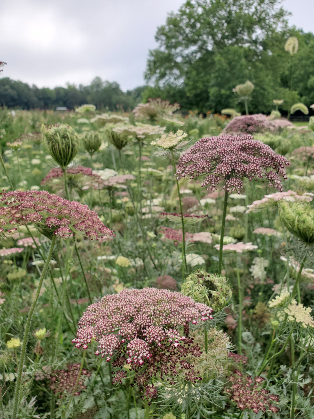 Daucus Dara