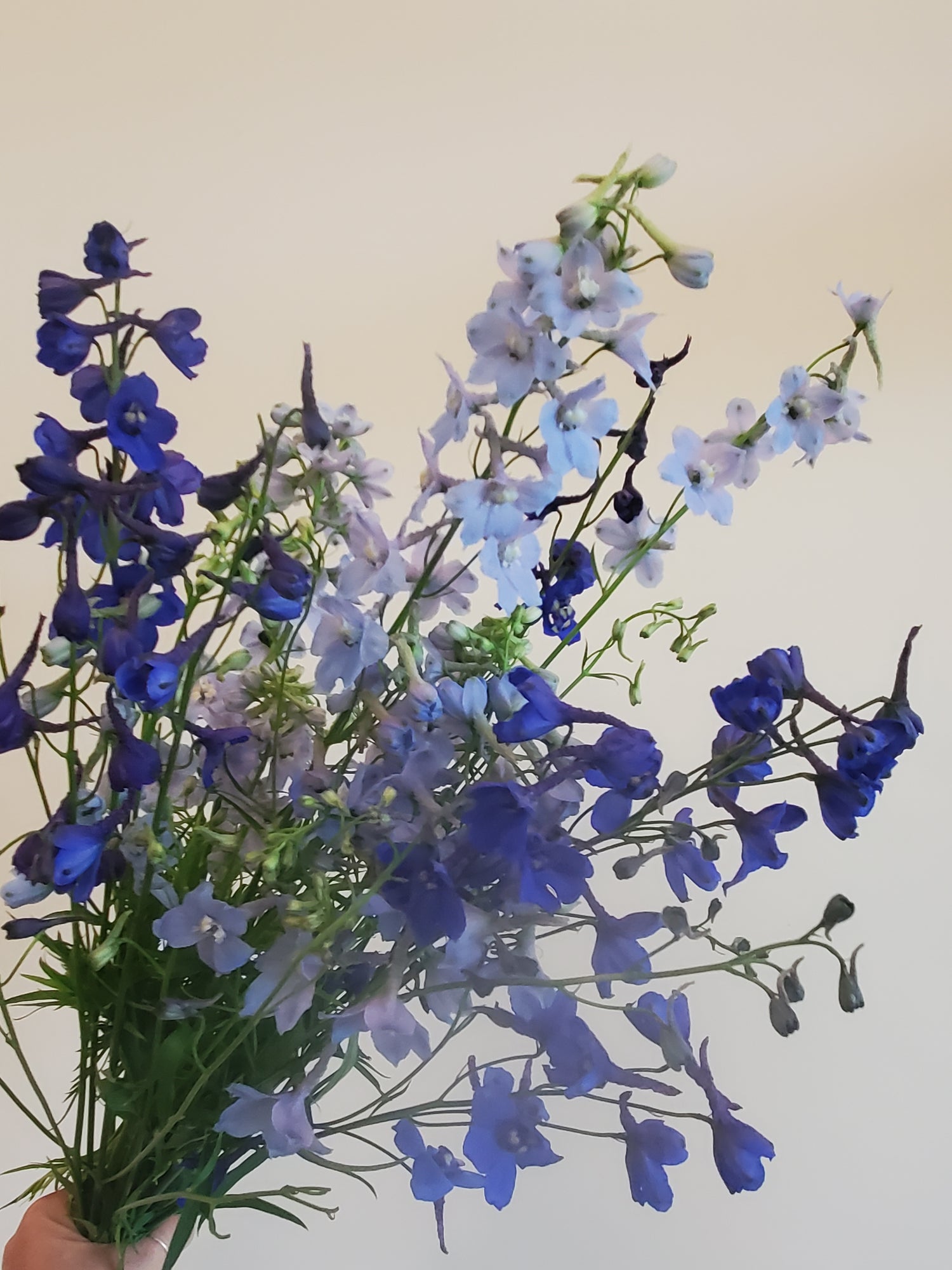 Delphinium