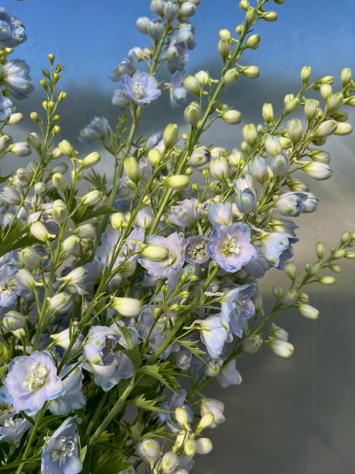 Delphinium