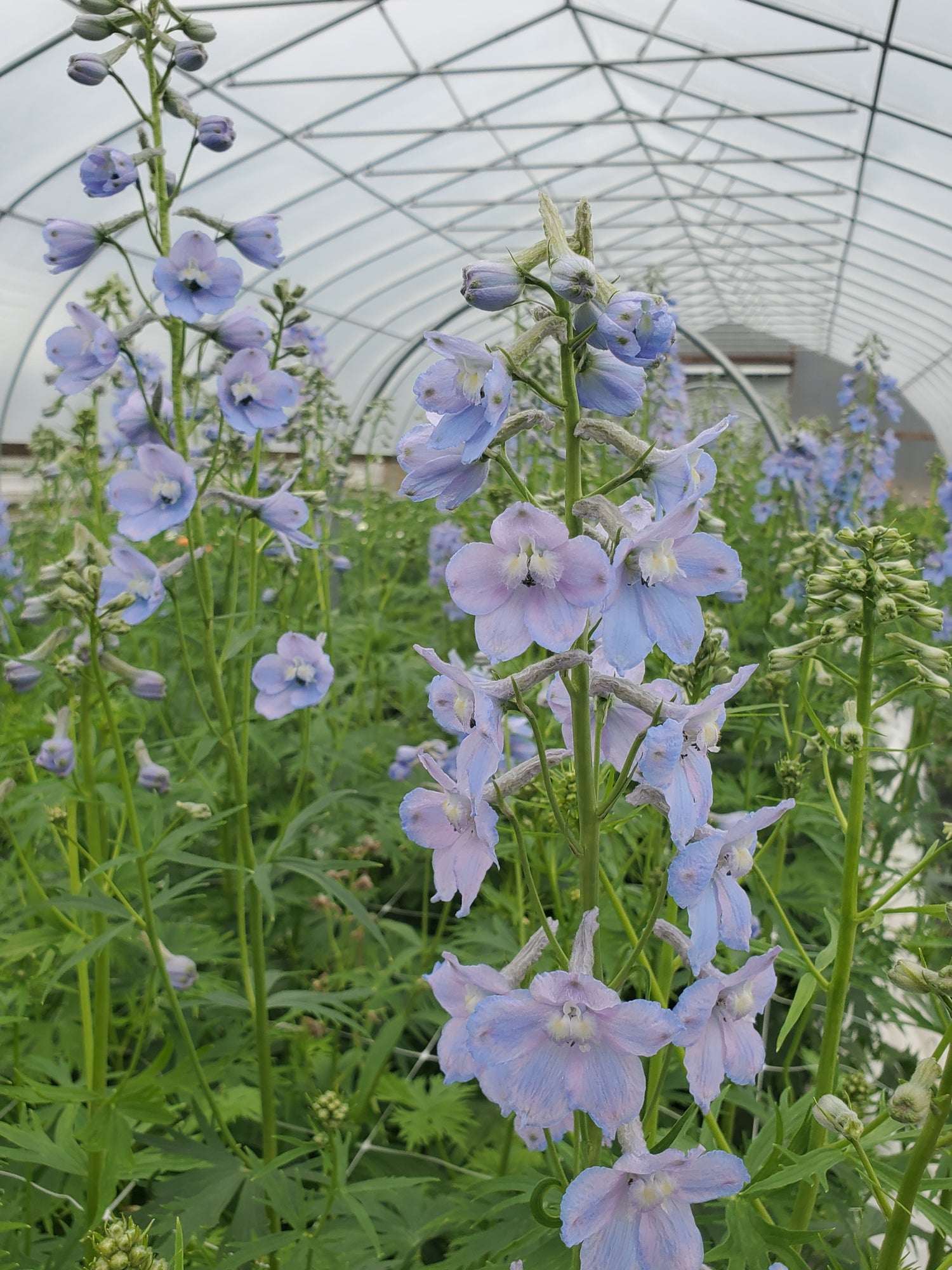 Delphinium