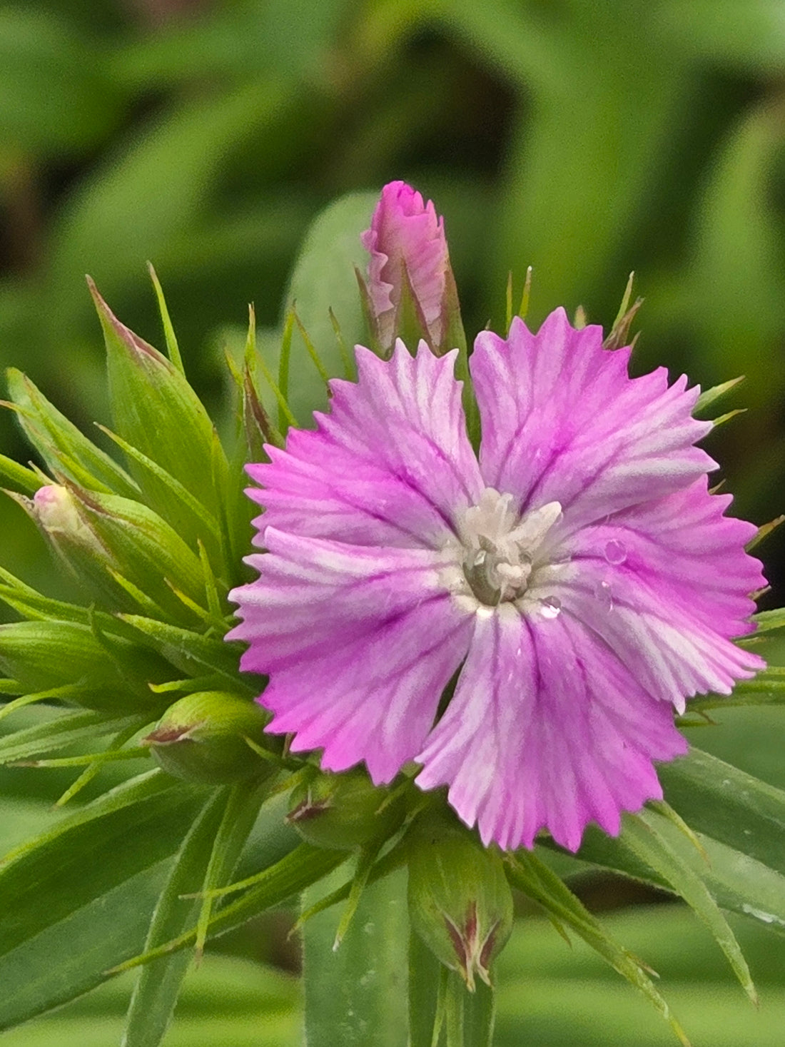 Dianthus