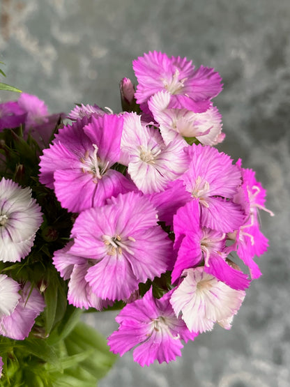Dianthus