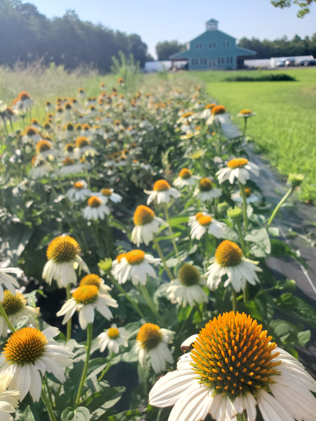 Echinacea