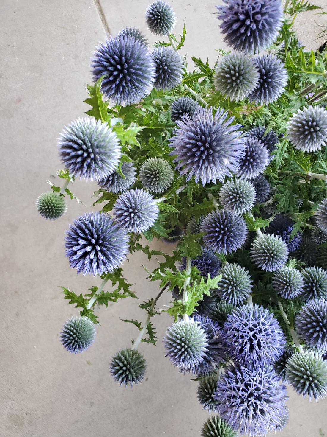 Echinops