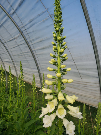 Foxglove
