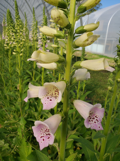 Foxglove