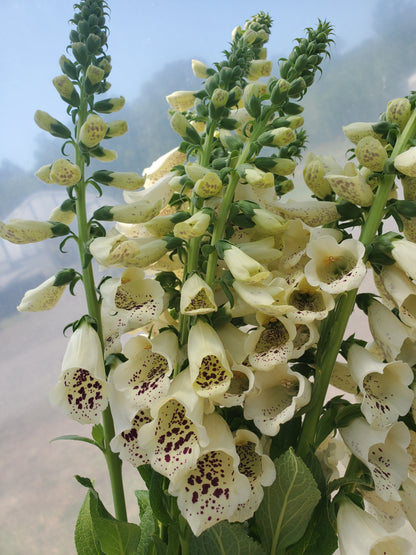 Foxglove