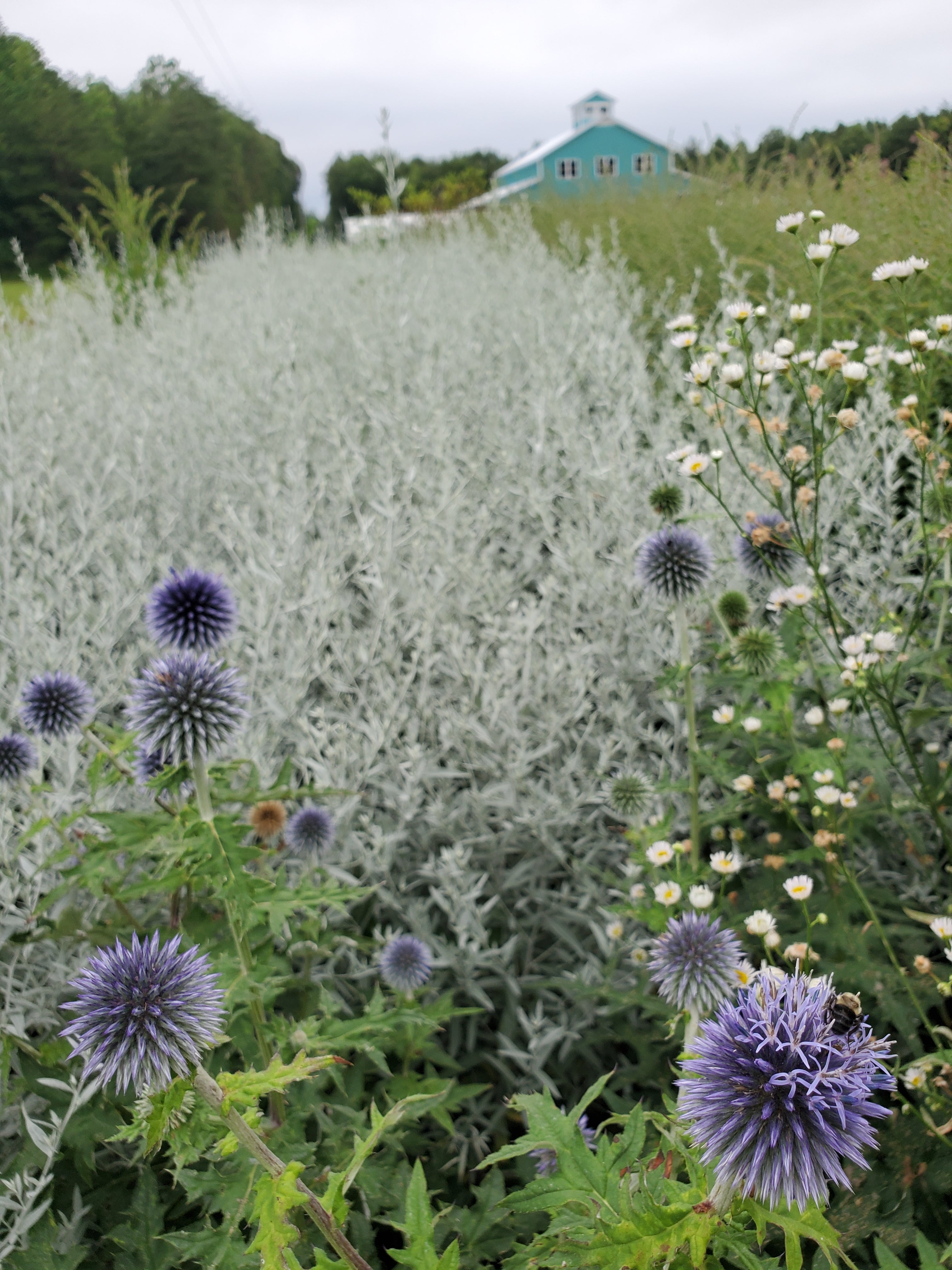 Artemesia- Silver King Foliage