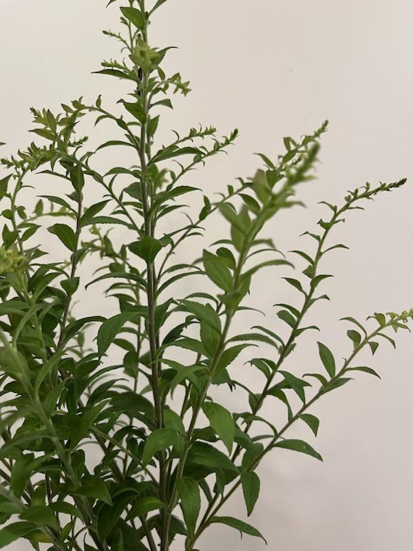 Golden Rod Foliage