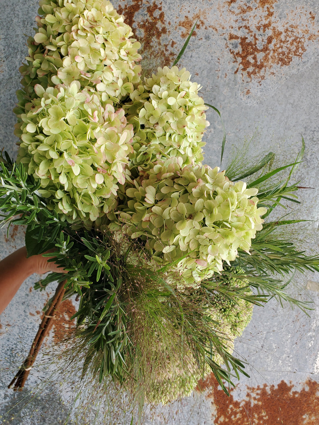Hydrangea