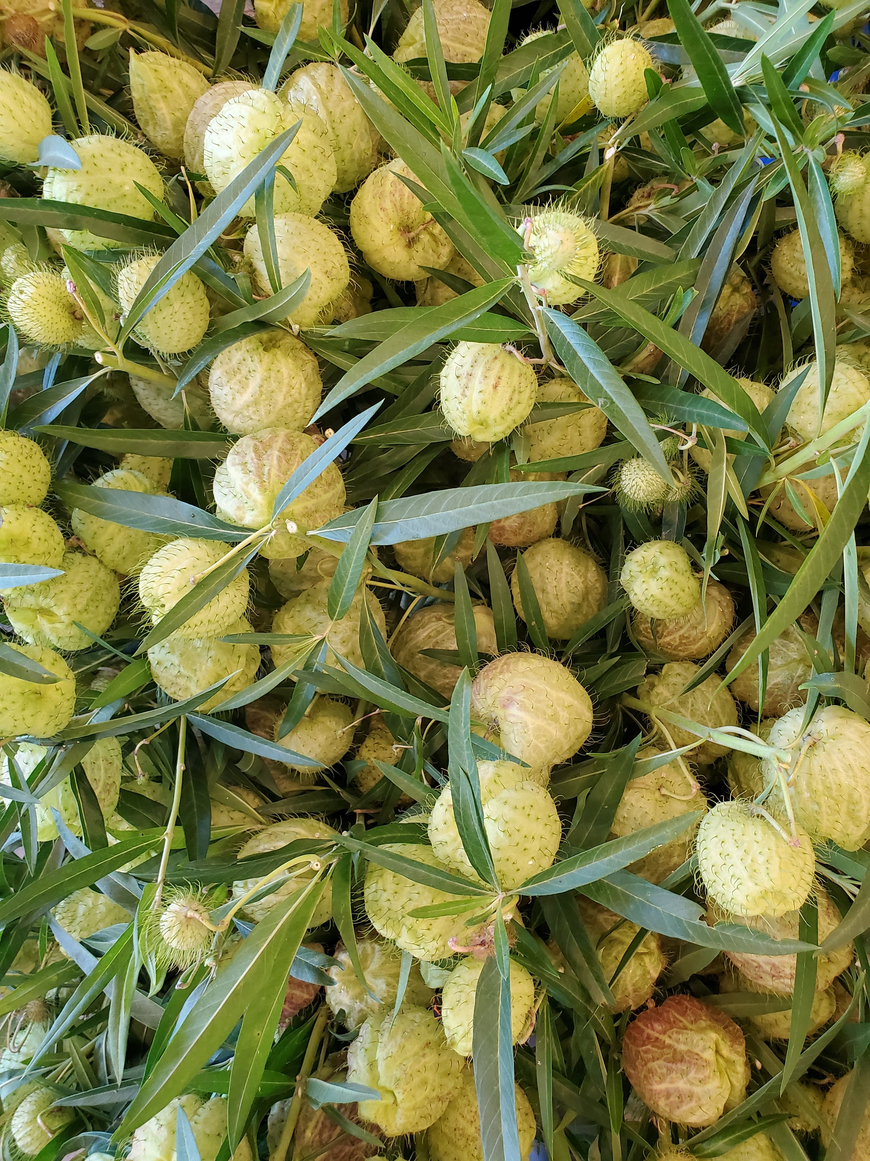 hairy balls plant seeds Wind Haven Farms : Hairy Balls