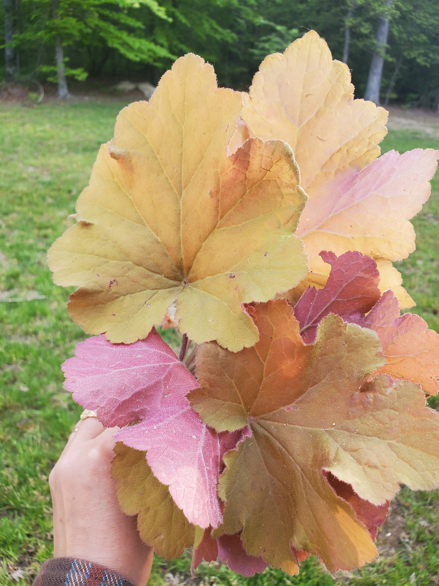 Heuchera Foliage