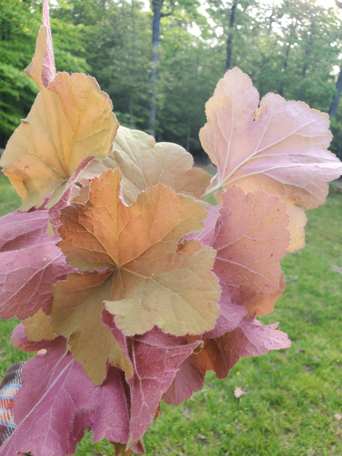 Heuchera Foliage