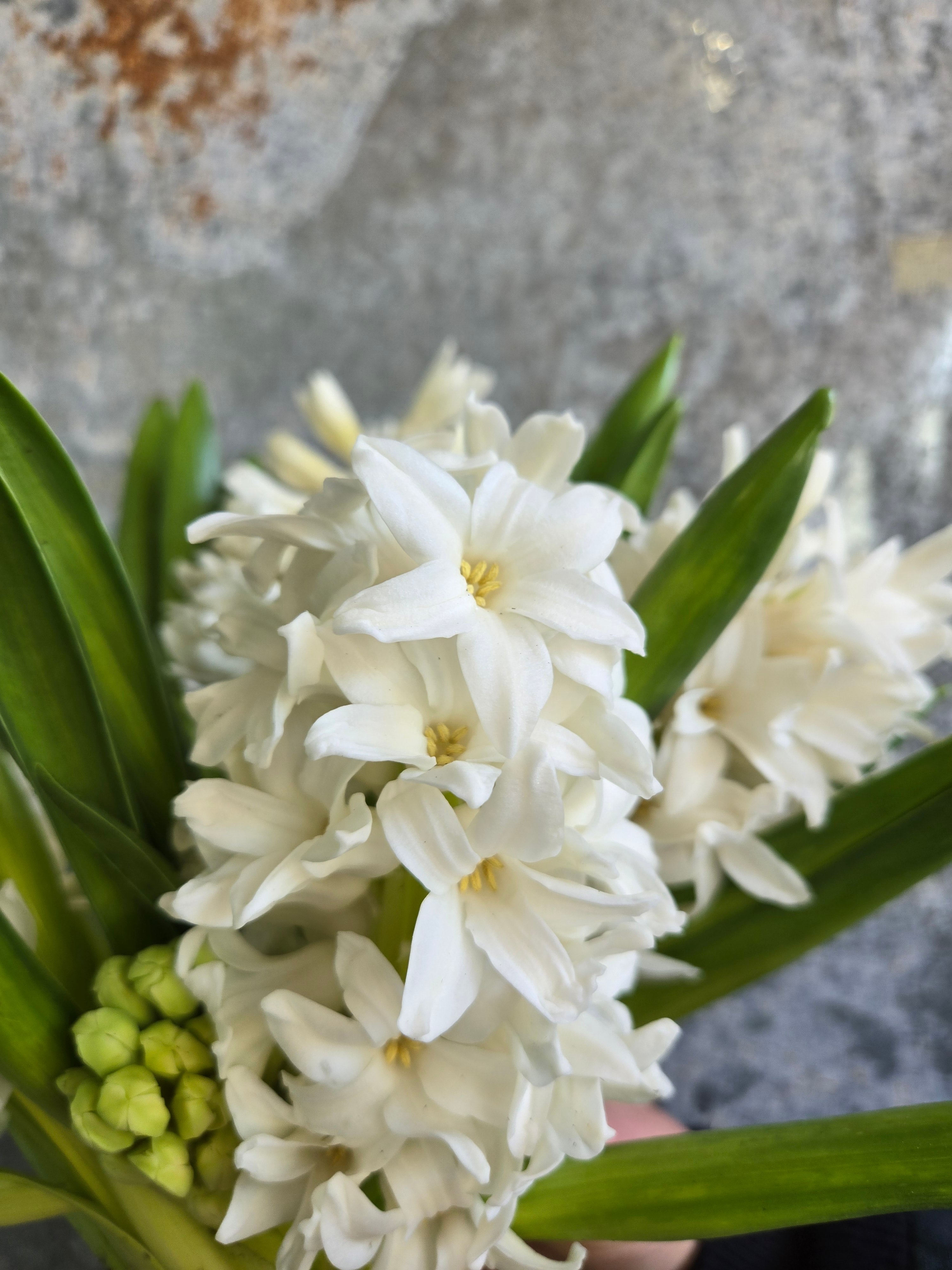 Hyacinth