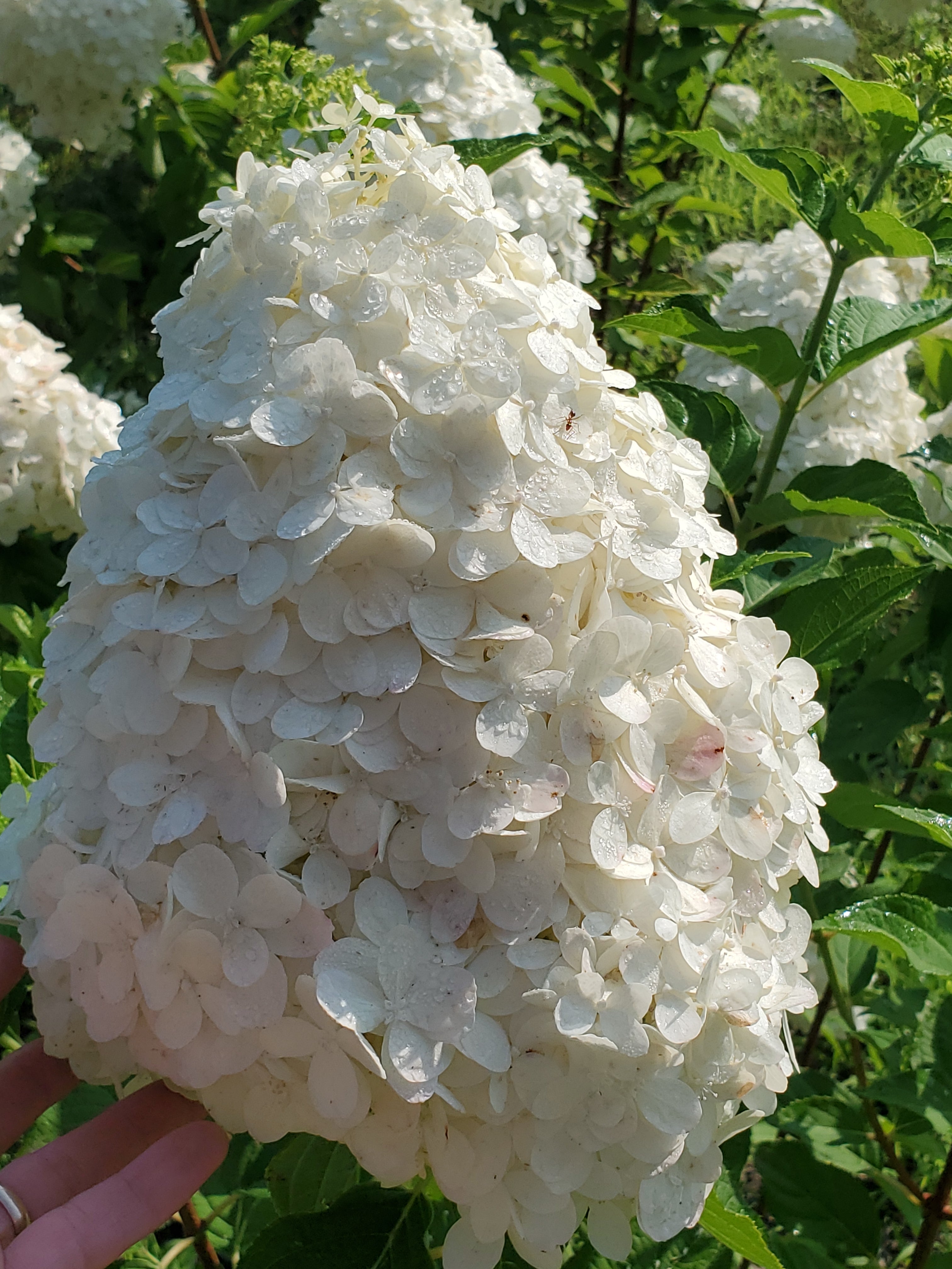 Hydrangea