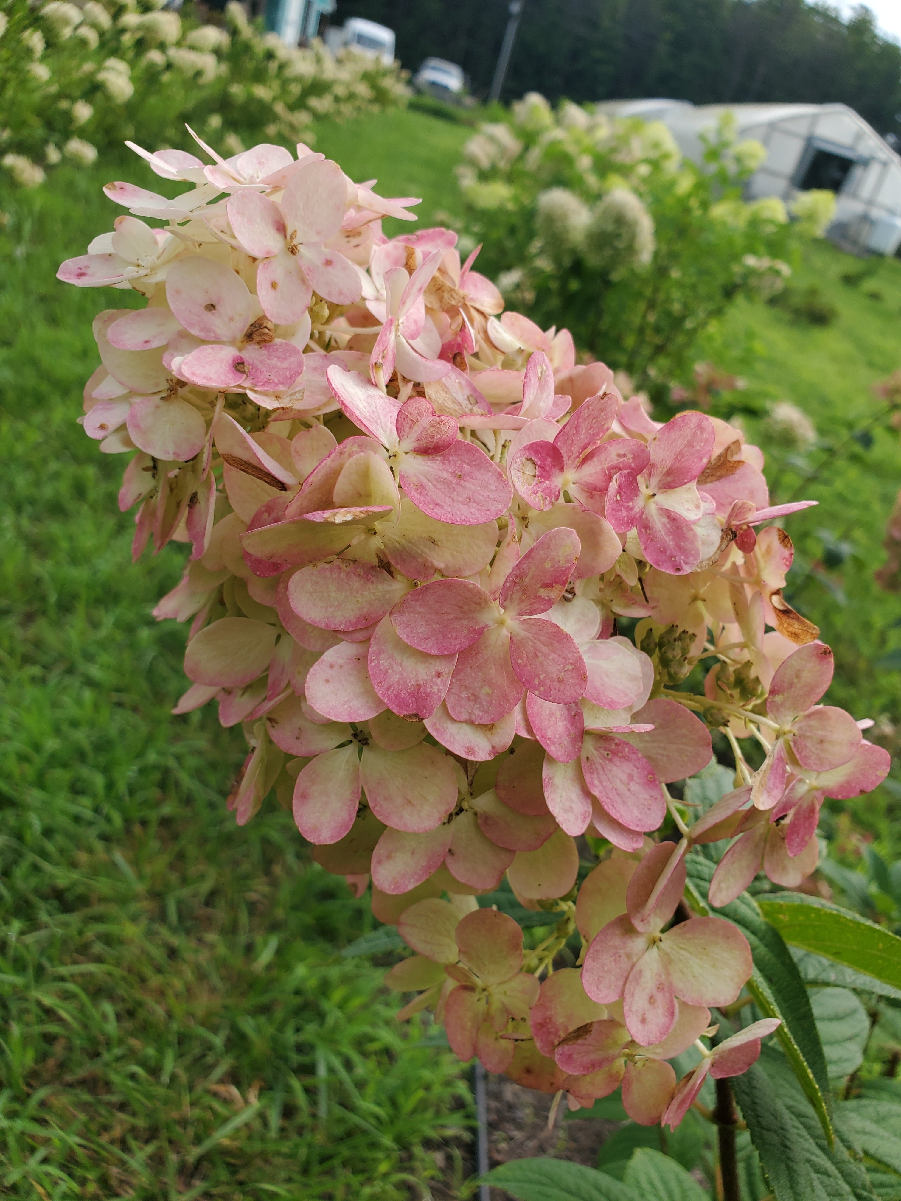 Hydrangea