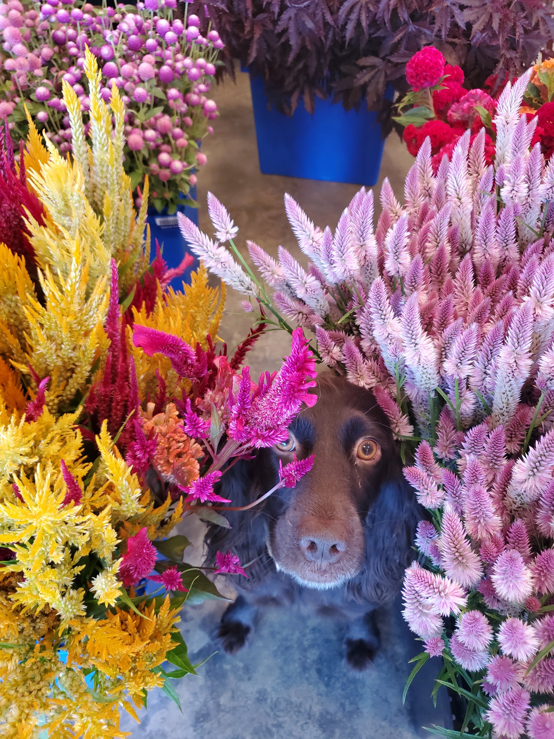 Celosia Plumed