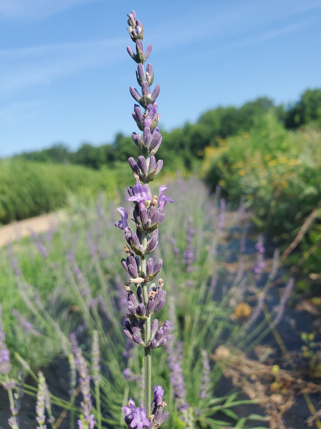 Lavender- Grosso