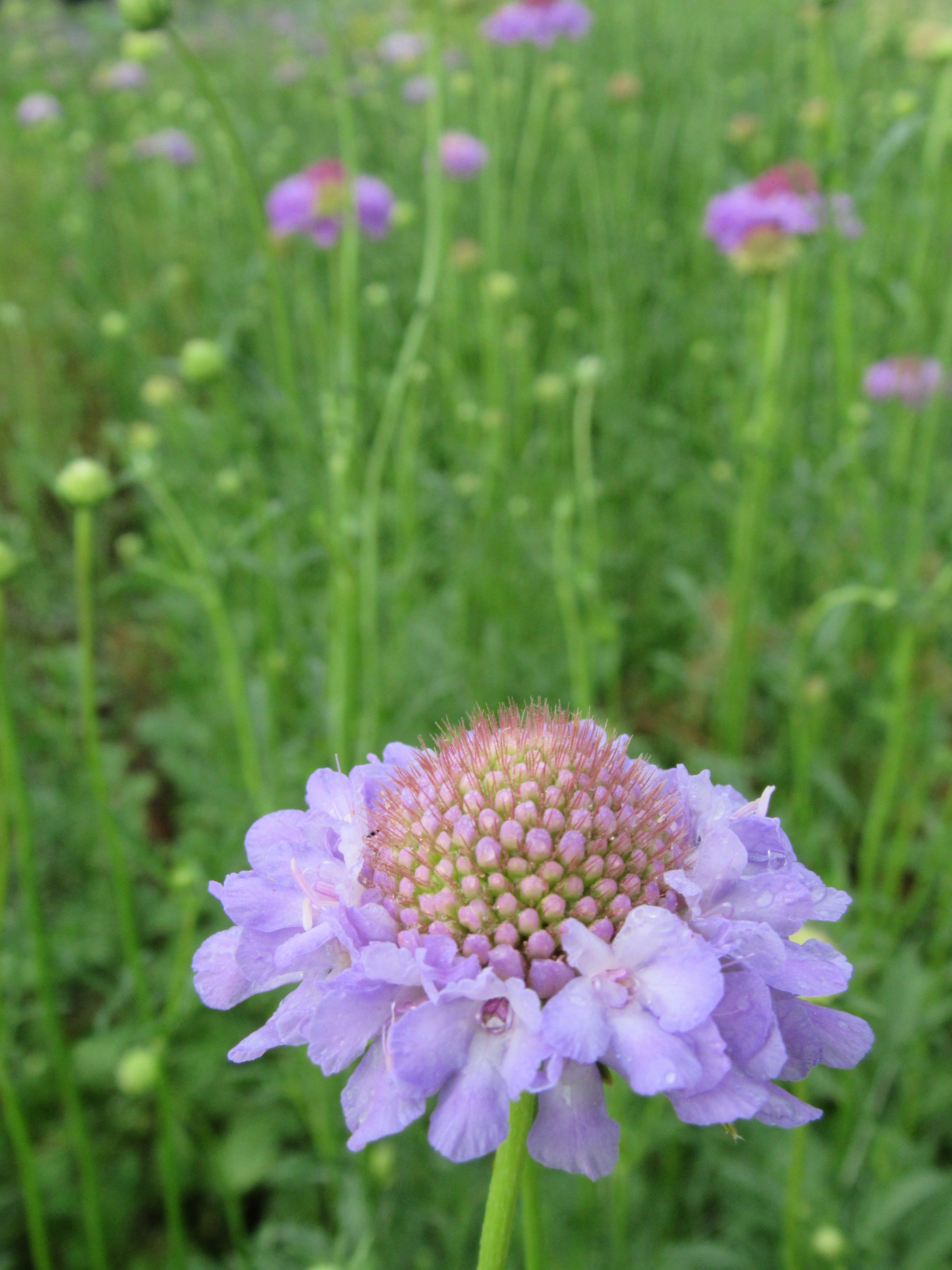 Scabiosa