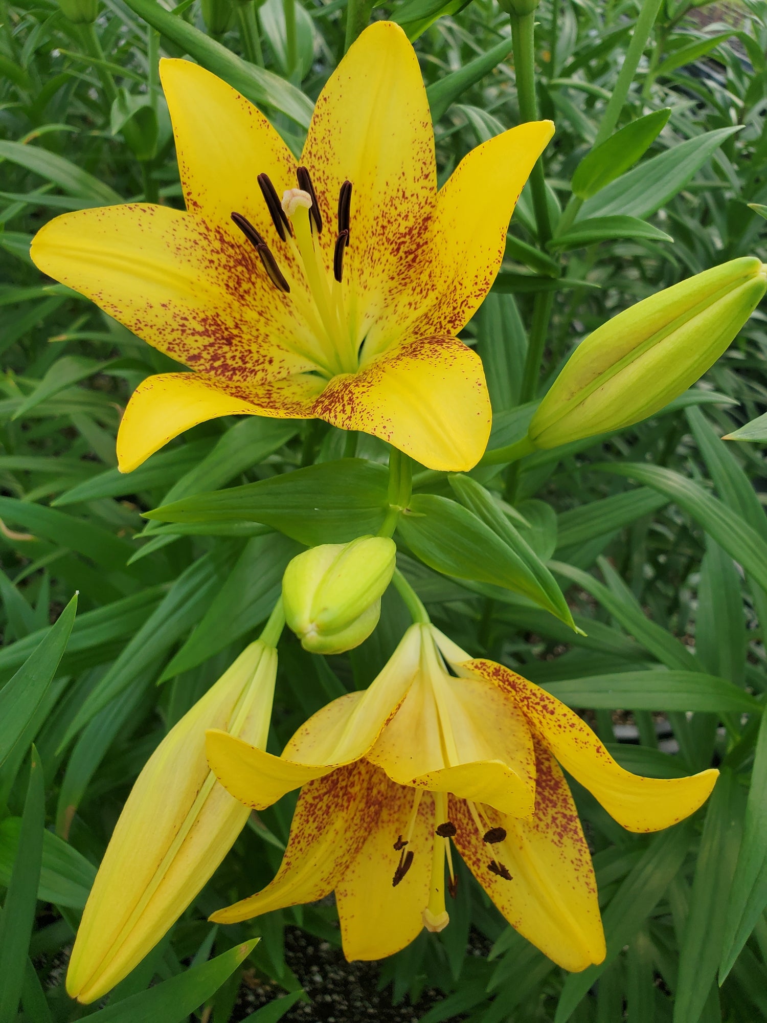 Lily- LA Hybrid