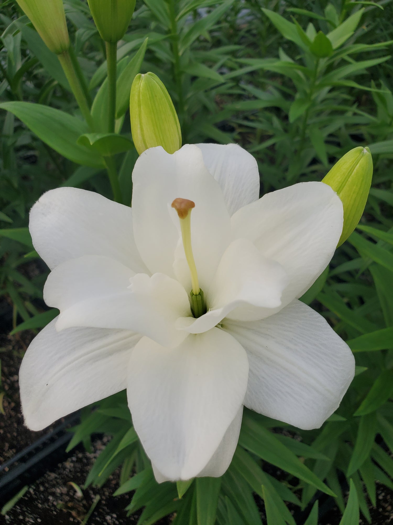 Lily- LA Hybrid