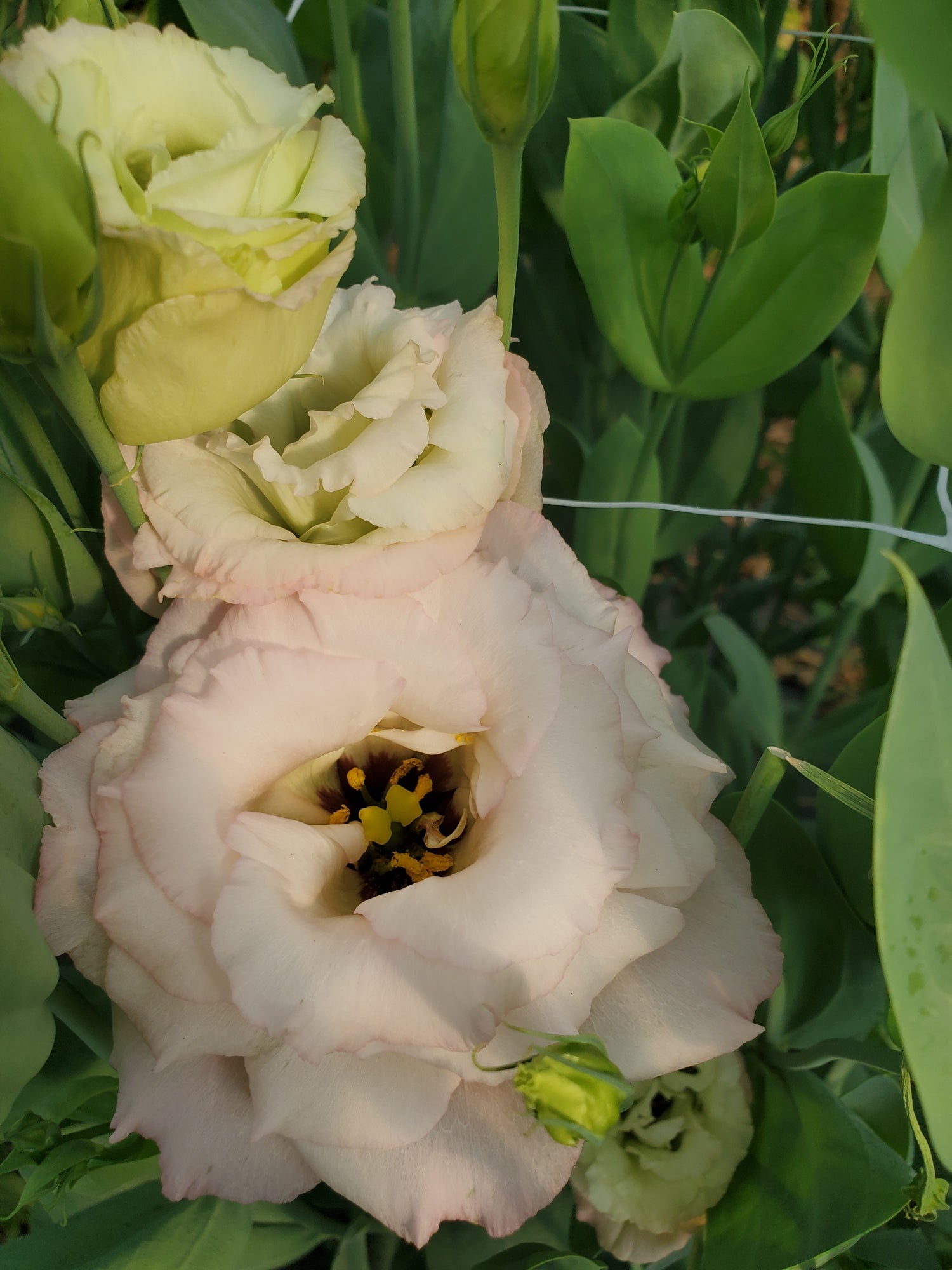 Lisianthus