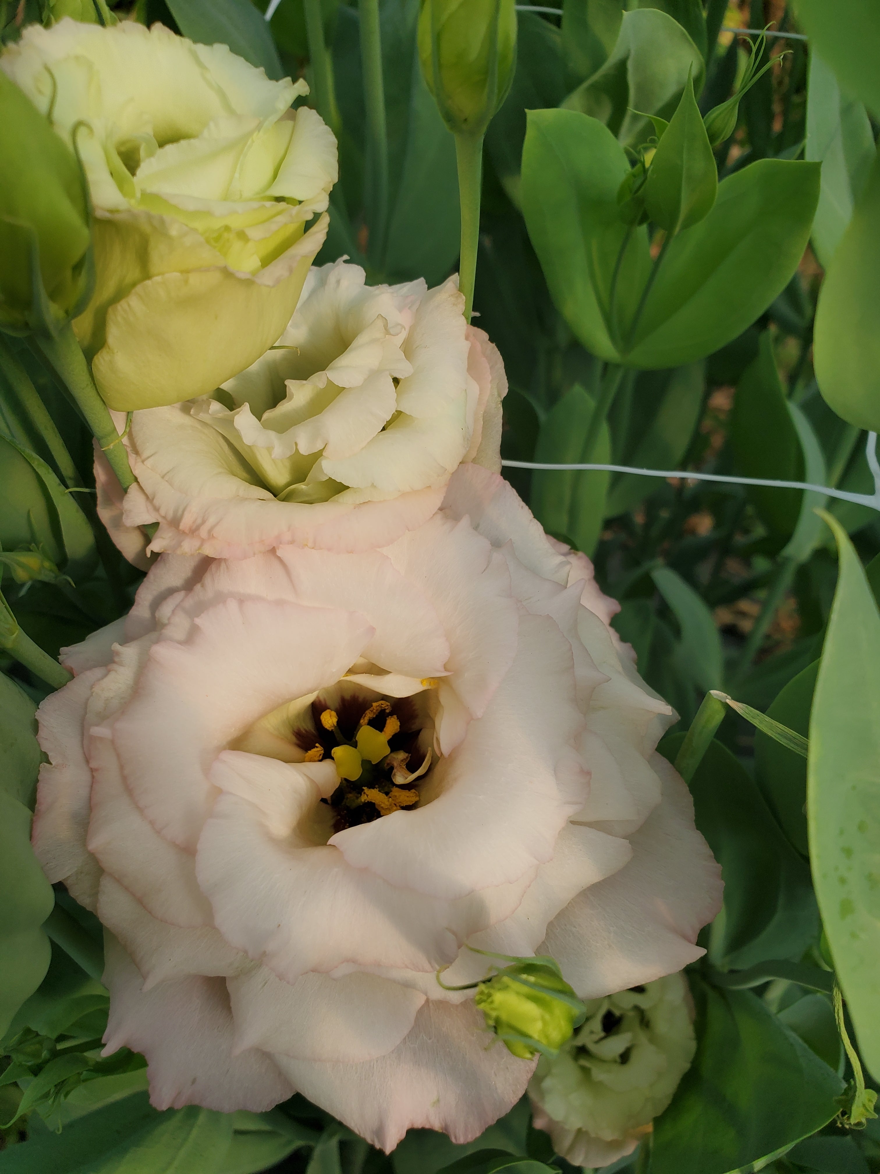 Lisianthus