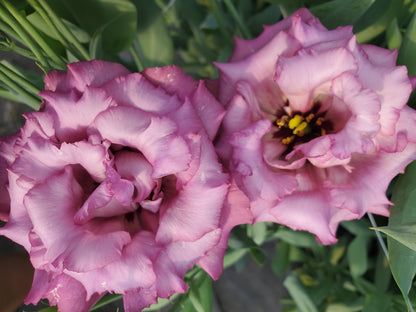 Lisianthus